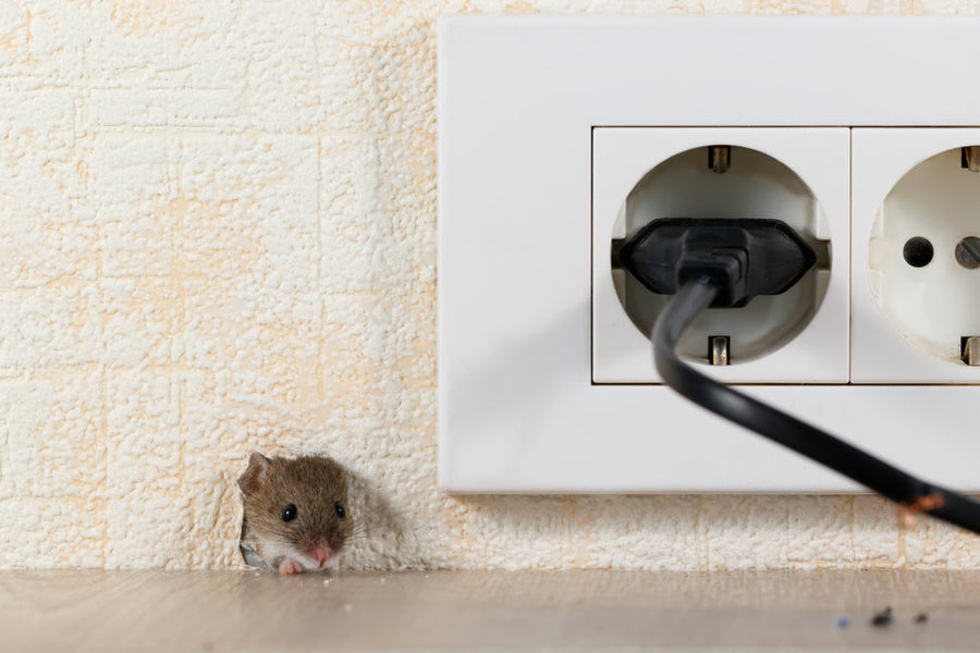What’s the Best Way to Catch a Mouse? A Step-by-Step Guide