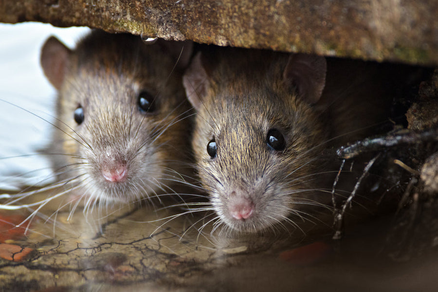 Two Brown Rats looking of the cover.