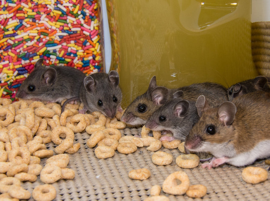 A line up of a brown mother house mouse and four of her gray offspring