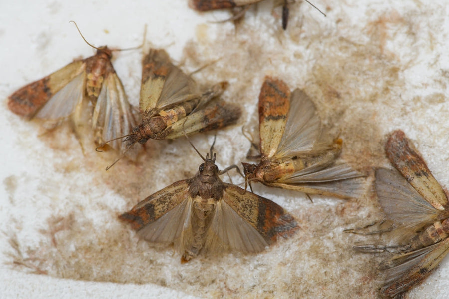 Cluster of pantry moths on stored dry food