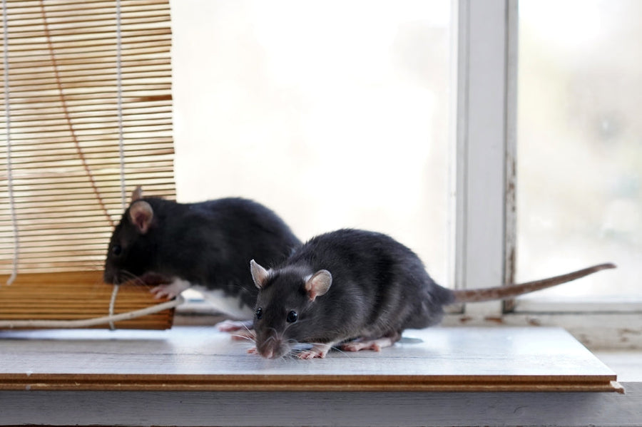 Two black rats on the window