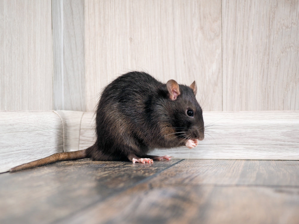 How to Catch a Rat: Step-by-Step Guide for Homeowners