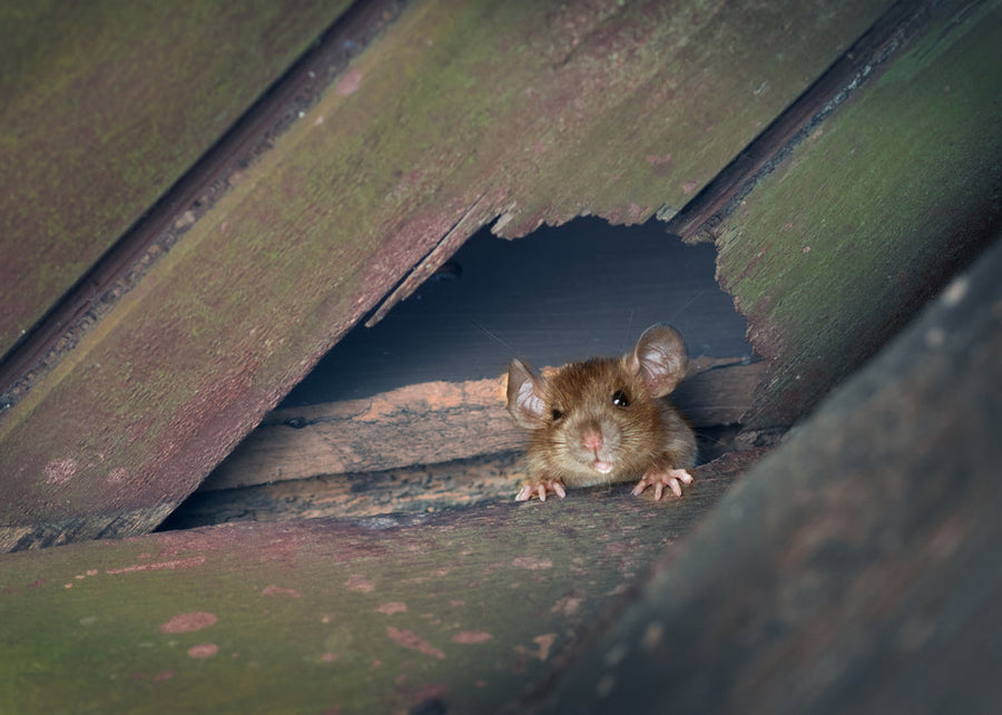 rat in the attic