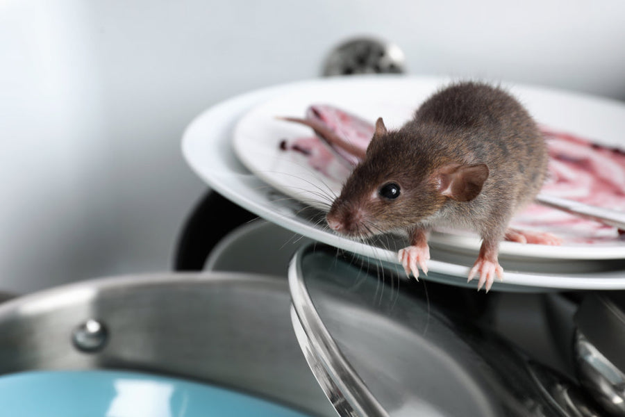 rat in the kitchen sink