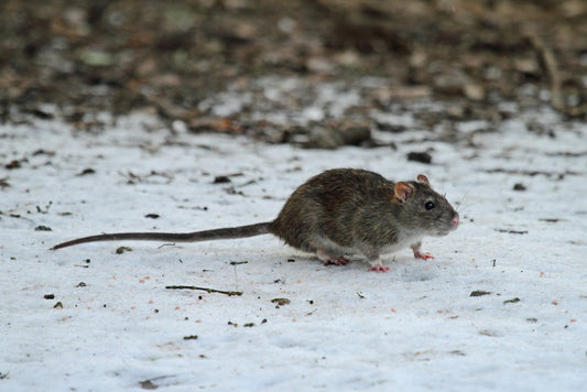 rat is running in snow
