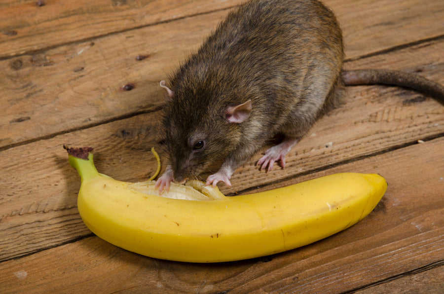 A rat is eating a banana on a wooden table.