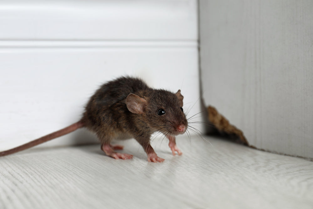 Signs That Rodents Have Escaped the Winter Inside of Your Home