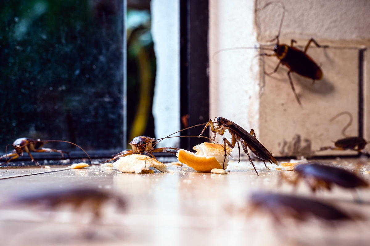 What Do Cockroaches Smell Like?