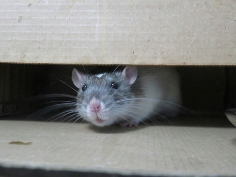 Rodent Season: When Are Mice and Rats the Most Active?