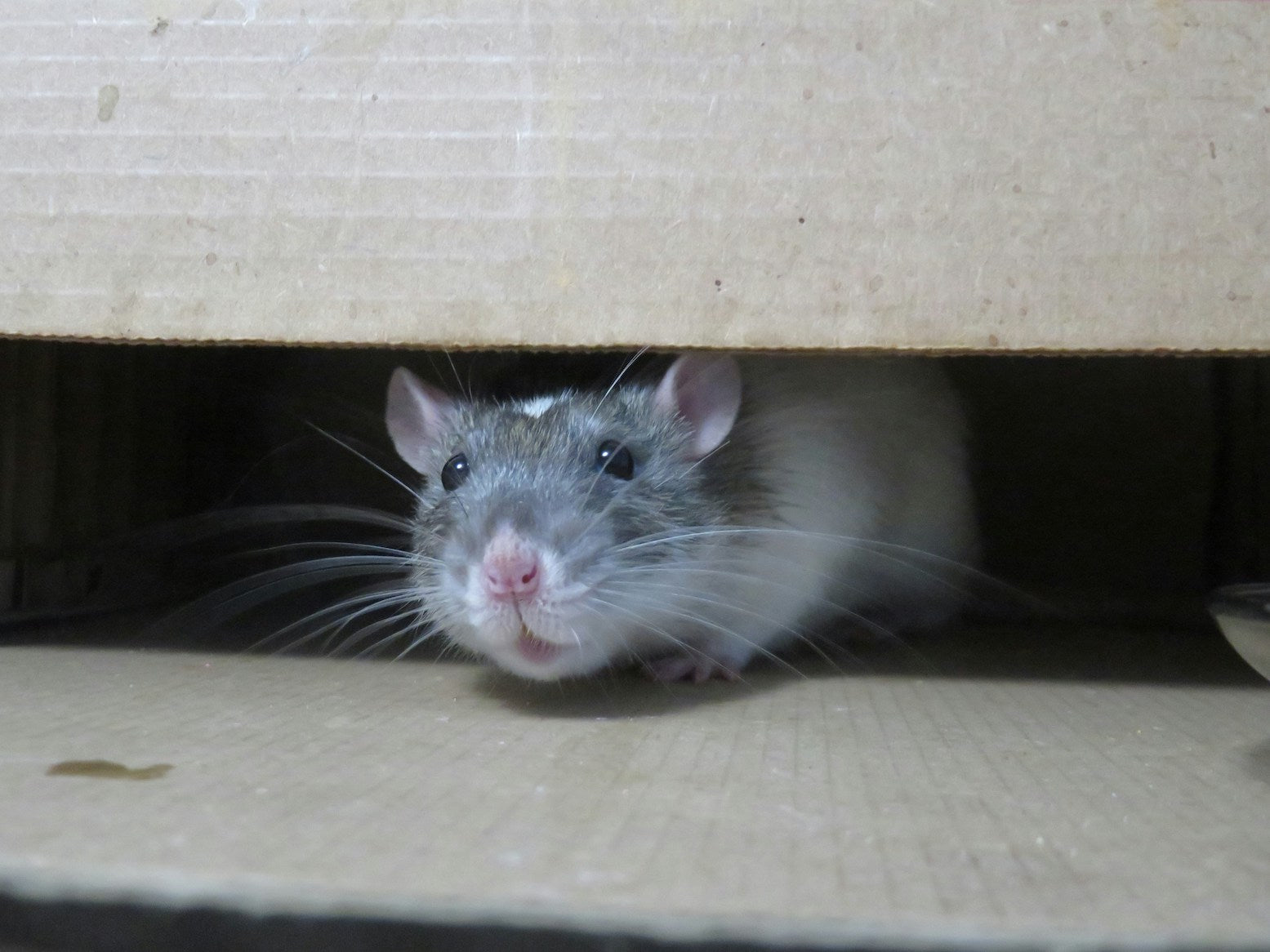Rodent Season: When Are Mice and Rats the Most Active?