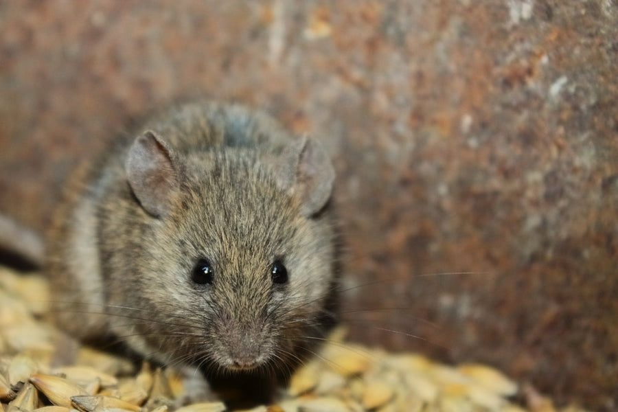 mouse hiding somewhere