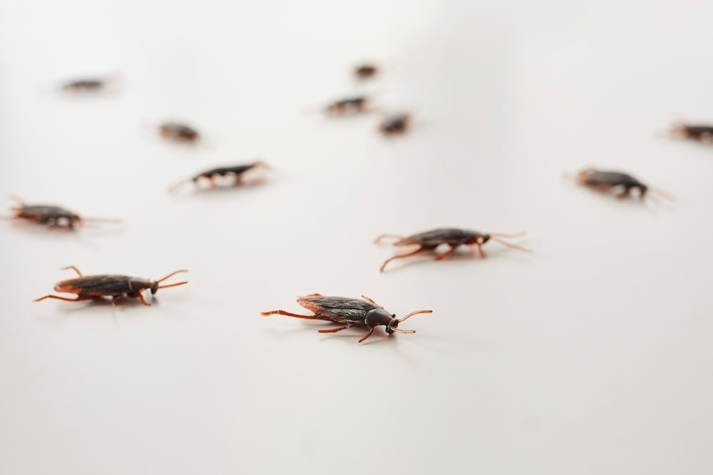 How to Get Rid of Cockroaches | Effective Cockroach Control Tips