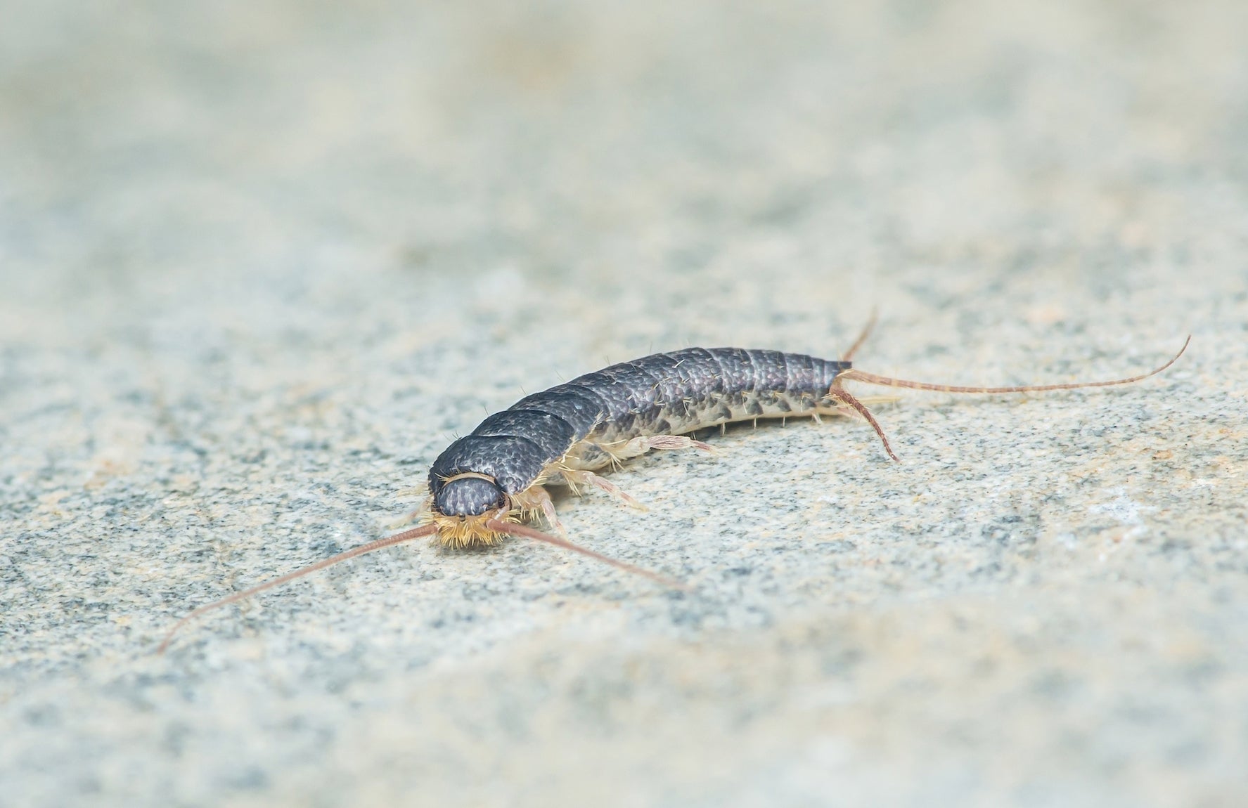 How Do You Get Rid of Silverfish in the Bathroom?