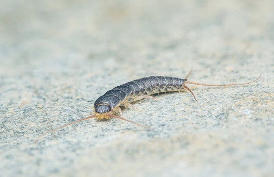 silverfish on the bathroom floor