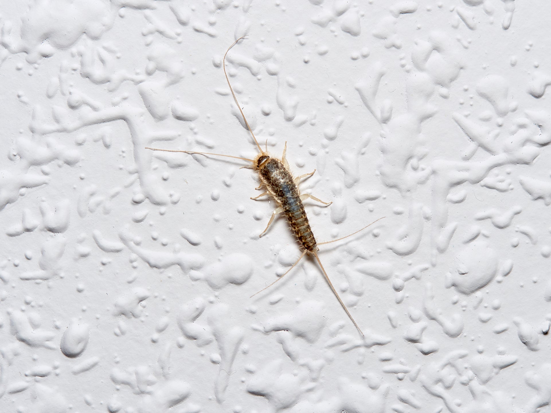 Silverfish Cockroach How Do You Get Rid of Silverfish in the Bathroom?