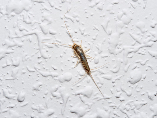 silverfish on the white wall