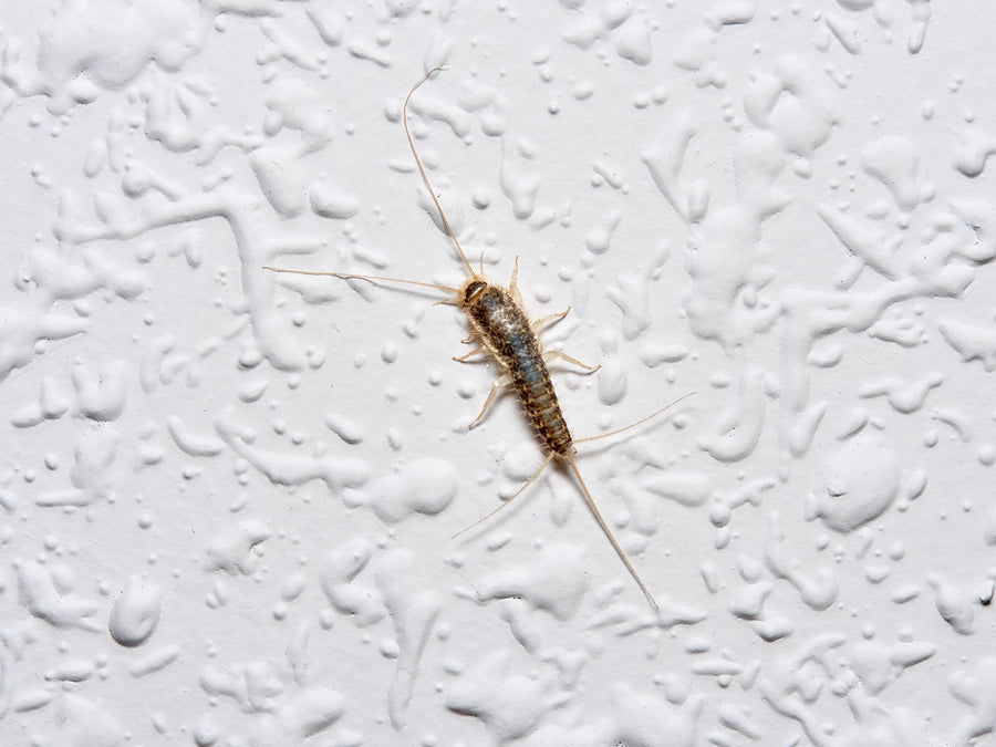 silverfish on the white wall