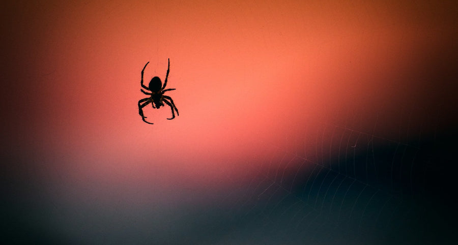 How to get rid of spiders
