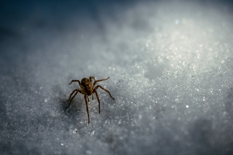 spiders in winter