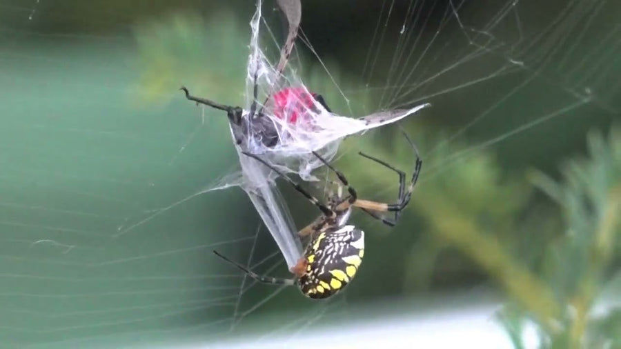 Spider eating captured insect in web