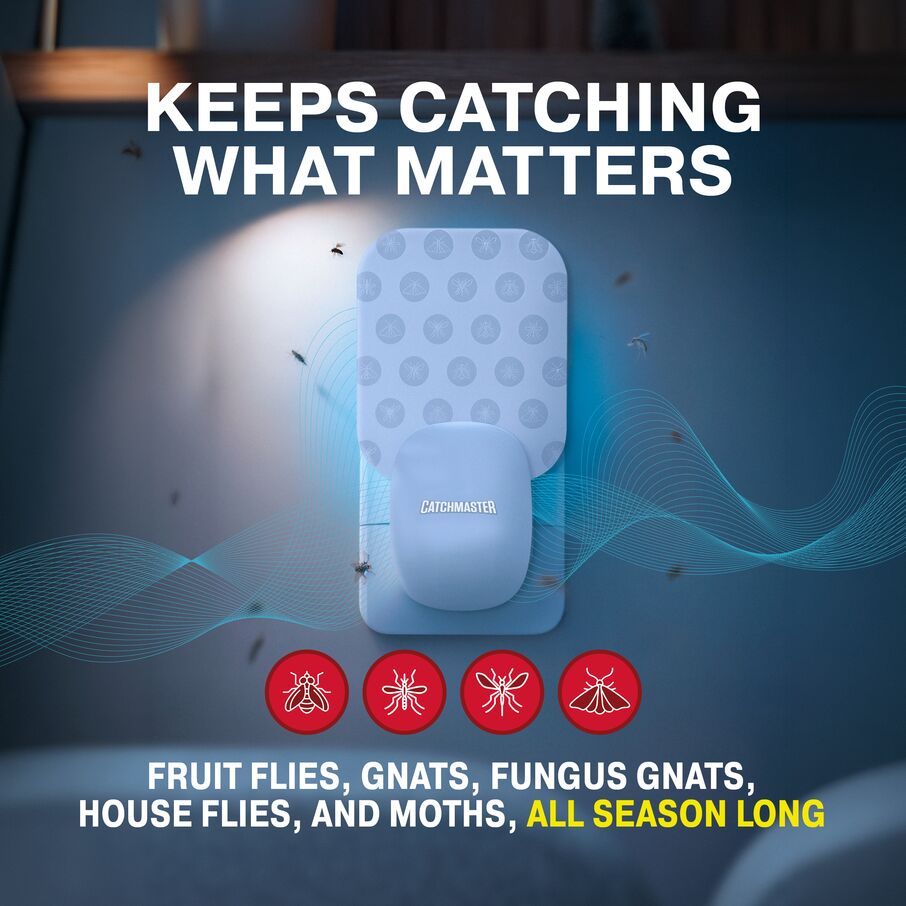 Catchmaster Fruit Fly Trap Refills, Plug-In Glue Cartridges, 12-Pack