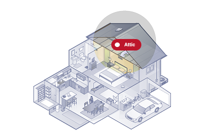 Common Pests and Insects Found in the Attic