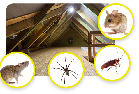 Why Pests Are Attracted to the Attic