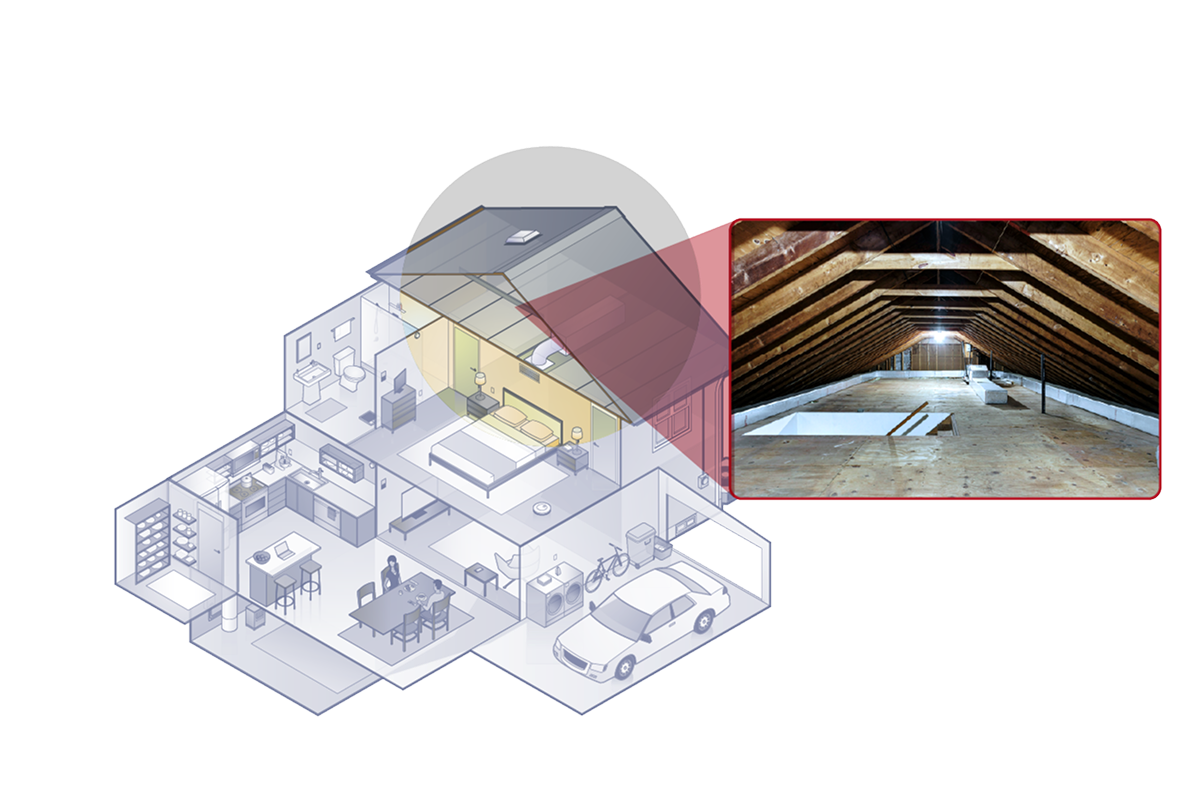Common Pests and Insects Found in the Attic