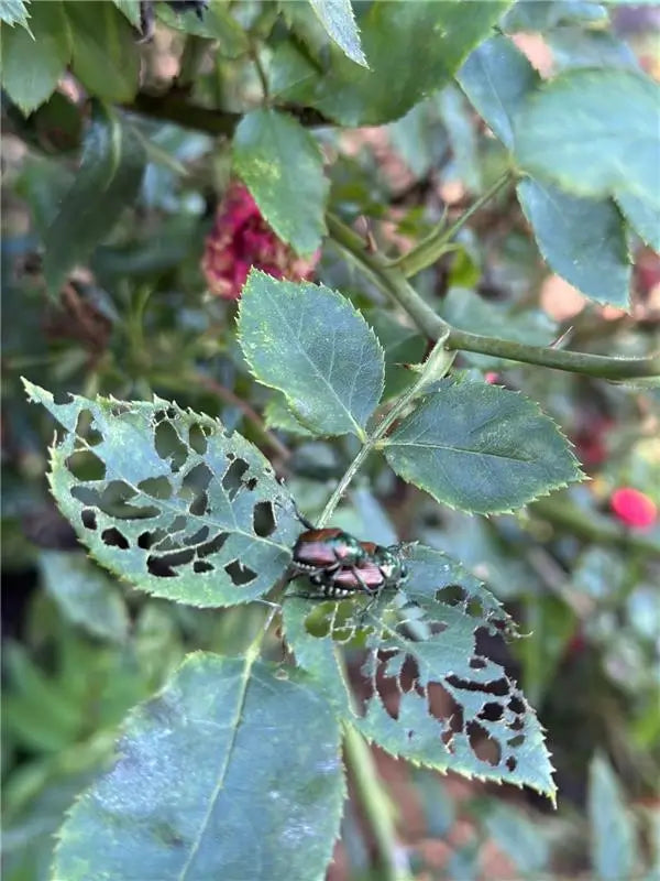 Japanese beetle plant damage