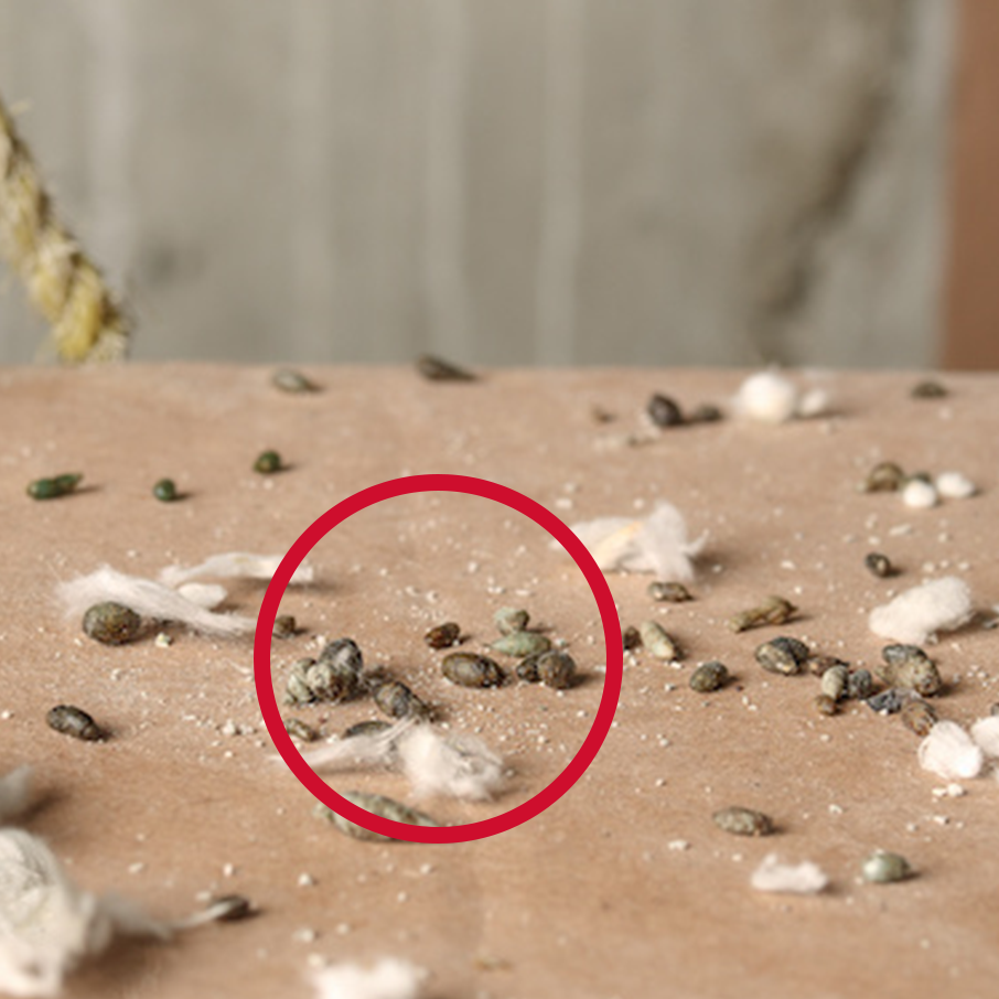 Mouse Poop Shape What Does Mouse Poop Look Like? Identify Droppings & Stop Mice