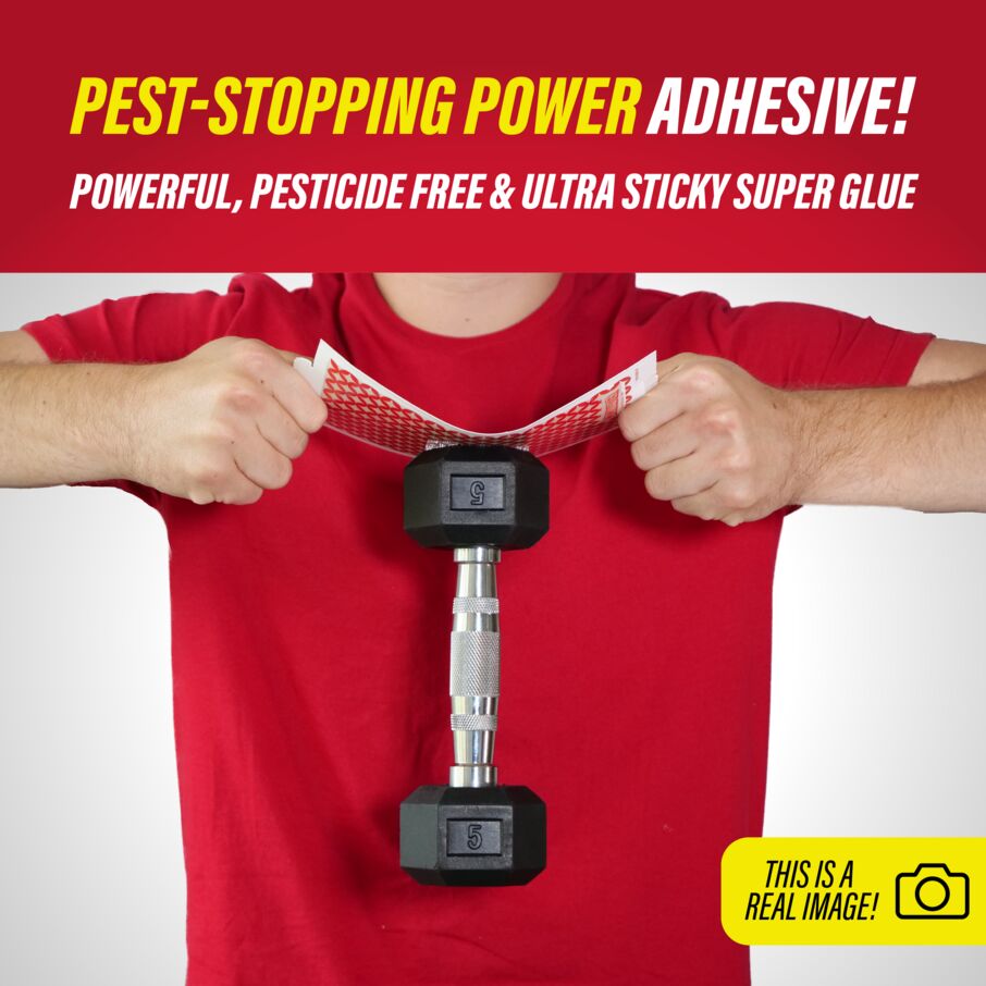 Pro Series Multi-Catch Mouse Trap Includes Replaceable Glue Board (White)