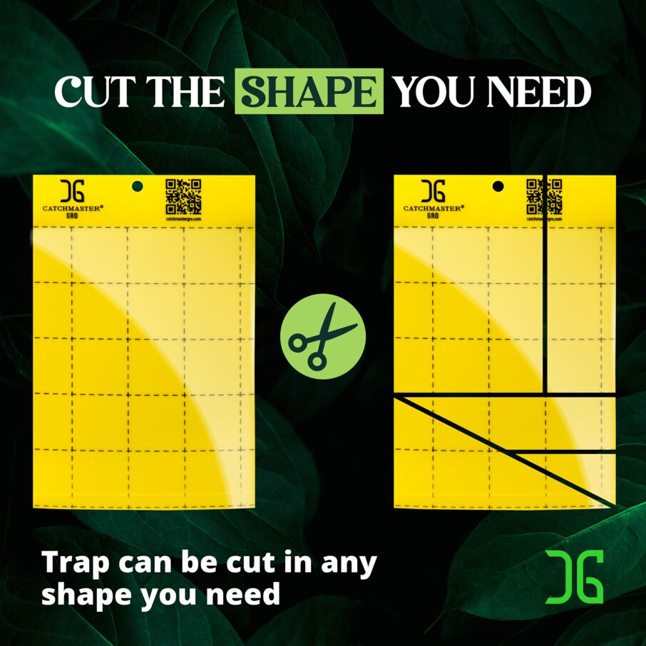 Large Double Sided Sticky Traps - Yellow