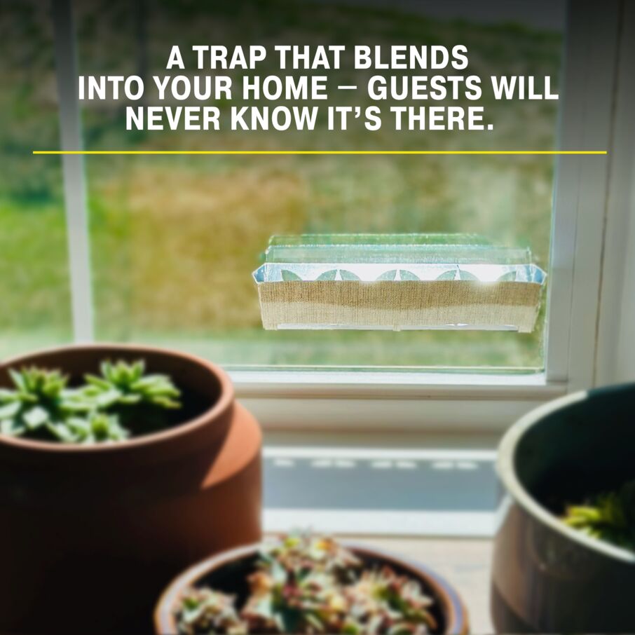Window Fly Traps Decorative Linen 12-Pack
