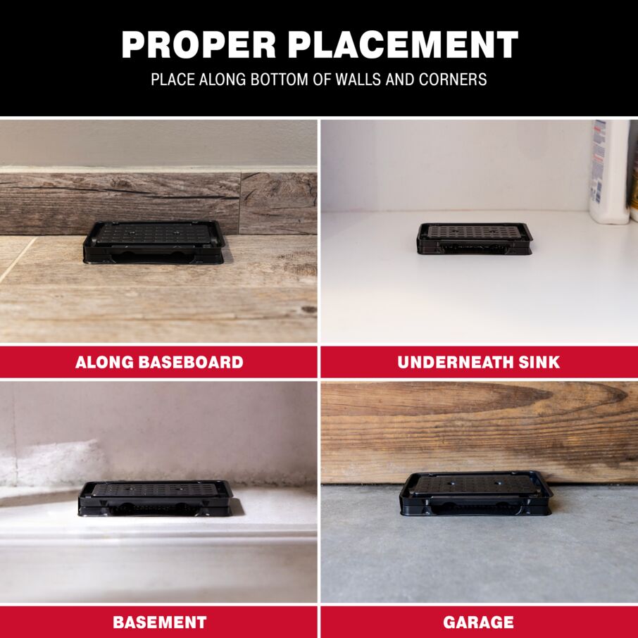 Scorpion Glue Tray Traps