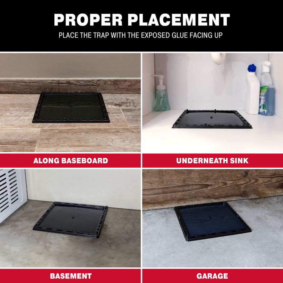 Jumbo Glue Traps for Large Rodents and Other Pests