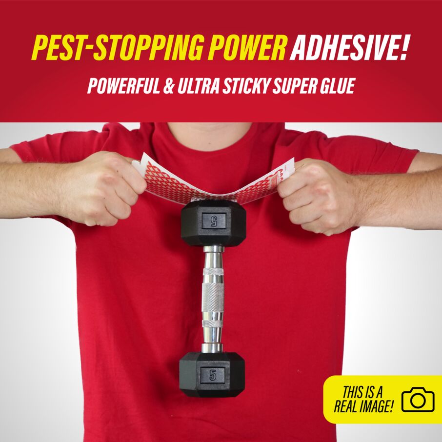 Pro Strength Mouse & Insect Glue Boards