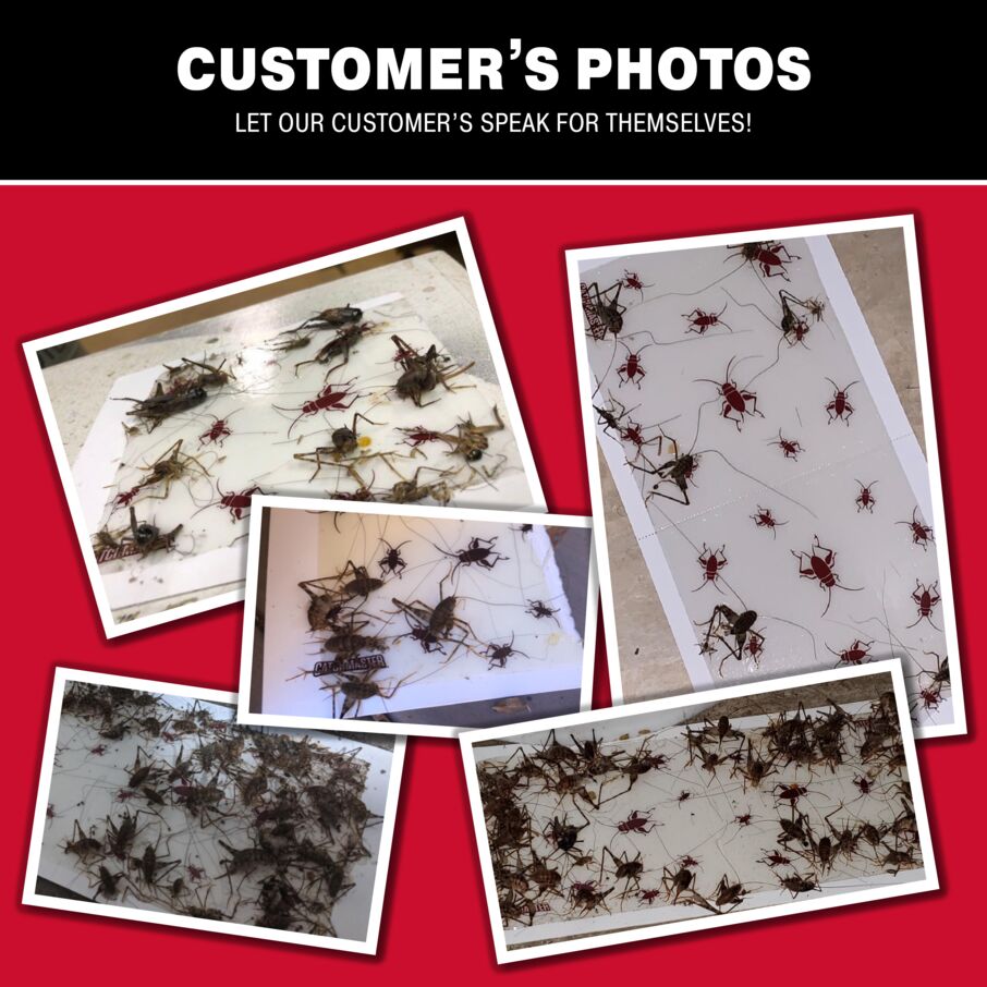Cricket XL Giant Glue Board Traps