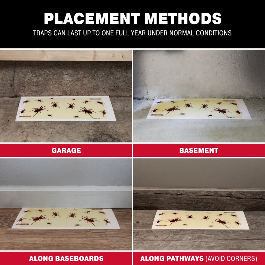 Brown Recluse Spider Giant Glue Board Traps