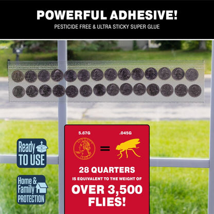 XL Window Fly Traps for Indoors - 12 Pack