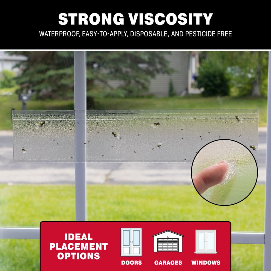 XL Window Fly Traps for Indoors - 12 Pack