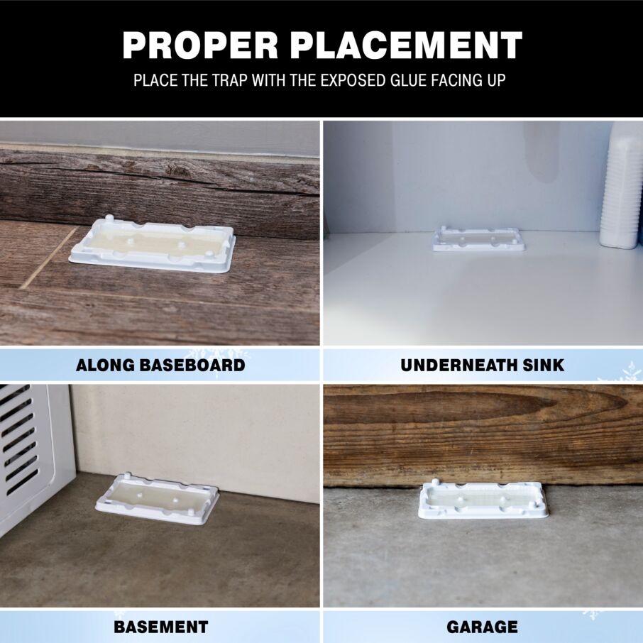 Mouse & Insect Glue Trays for Cold Weather