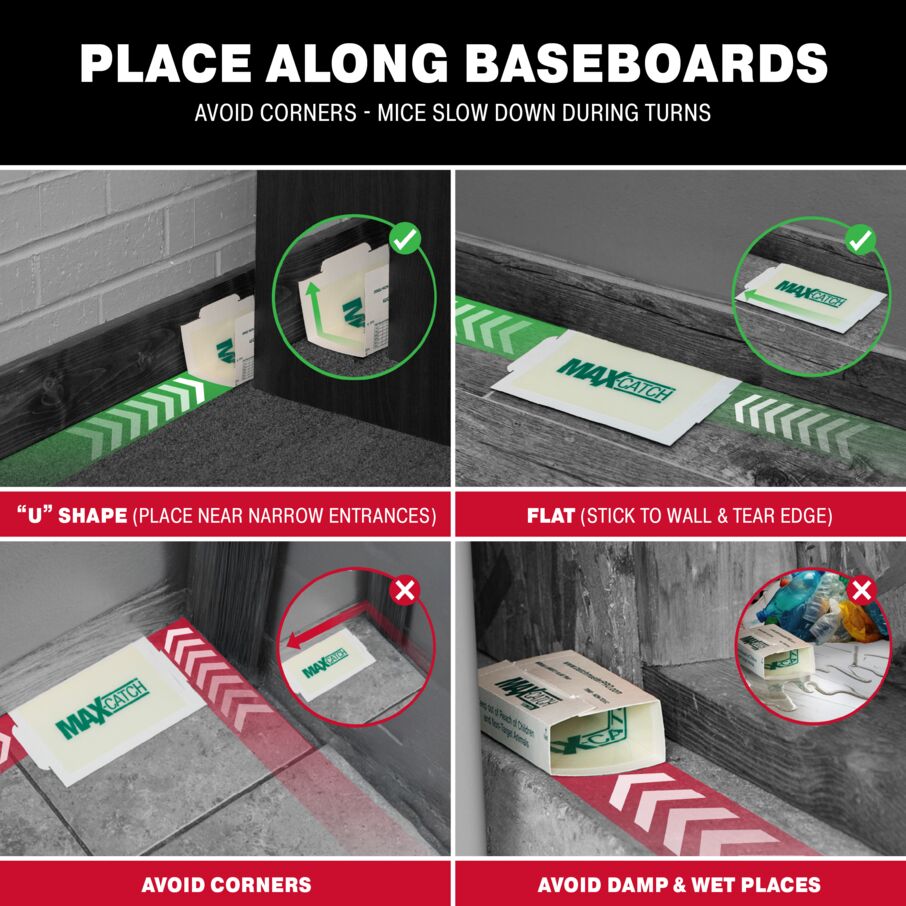 Max-Catch Unscented Glue Board Traps