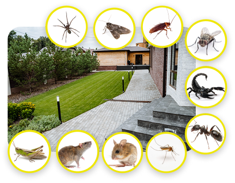 Why Insects Are Attracted to the Yard