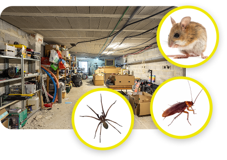 Why Pests Are Attracted to Your Basement