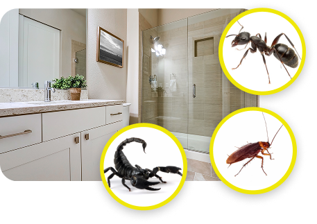 What Attracts Insects in the Bathroom