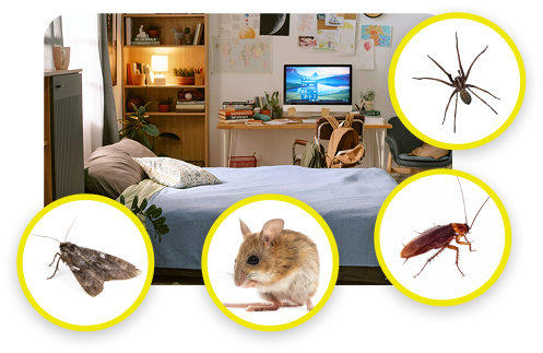 What Attracts Insects in the Bedroom