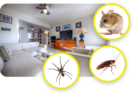 Why Pests Are Attracted to the Living Room