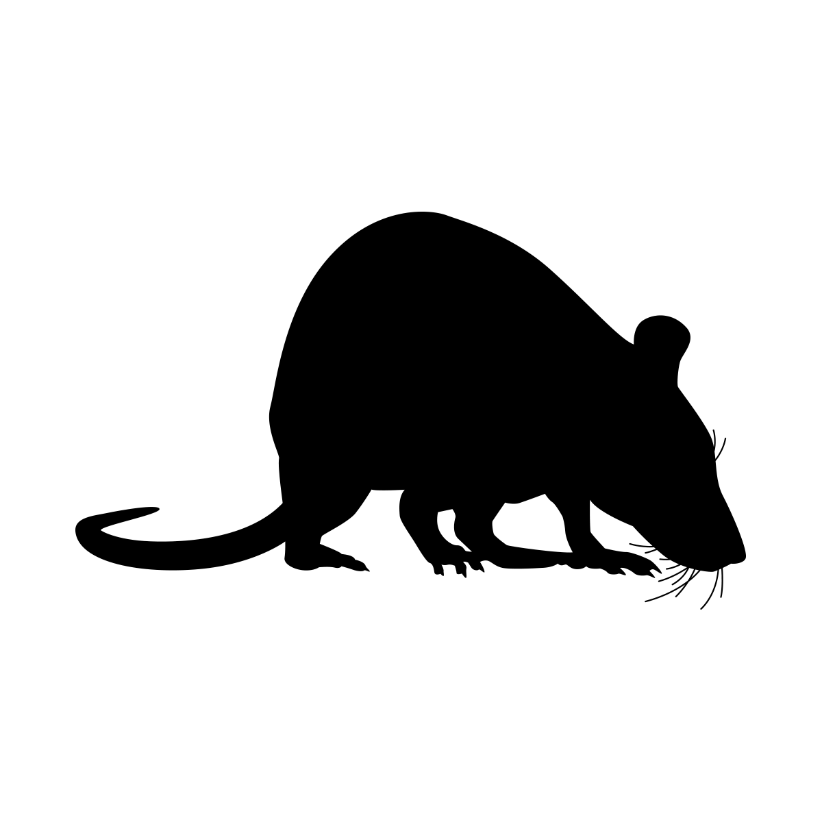 Black Rat Illustration for Pest Management