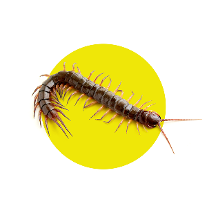 Centipedes in the Basement