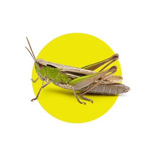 Crickets in the Backyard